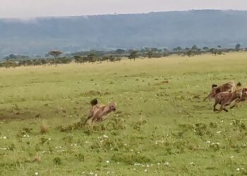 two hyena clans