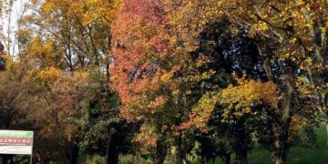 Autumn colours on display at Johannesburg Botanical Gardens. Image : Lorne Philpot