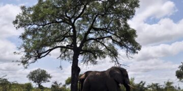 elephant Kruger Park