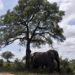 elephant Kruger Park