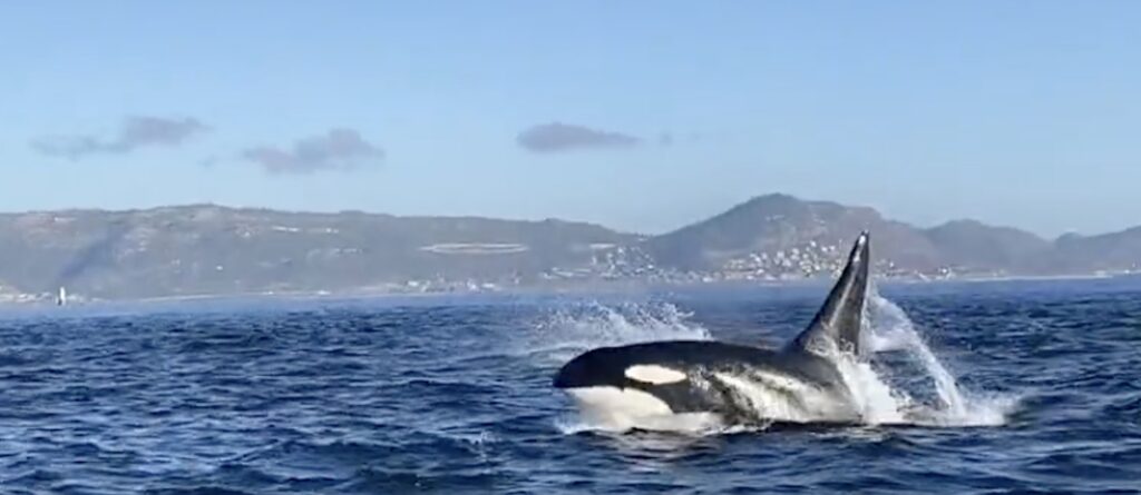 Check out this incredible sighting of Killer Whales hunting a pod of dolphins in Cape Town this past weekend.