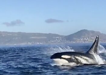 Check out this incredible sighting of Killer Whales hunting a pod of dolphins in Cape Town this past weekend.