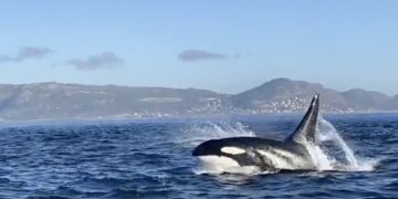 Check out this incredible sighting of Killer Whales hunting a pod of dolphins in Cape Town this past weekend.