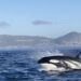 Check out this incredible sighting of Killer Whales hunting a pod of dolphins in Cape Town this past weekend.