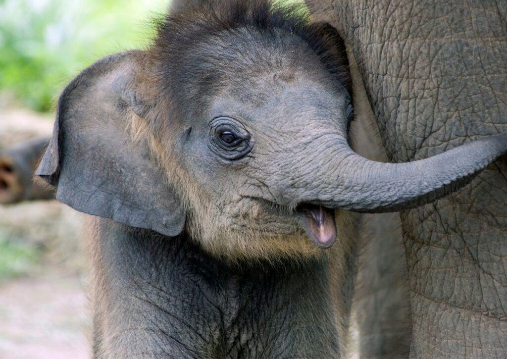 elephant Kruger Park
