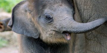 elephant Kruger Park