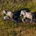 eco-friendly game lodges africa