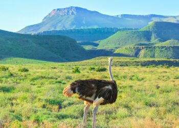 SANParks cash-free cashless