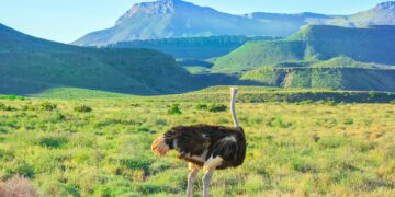 SANParks cash-free cashless