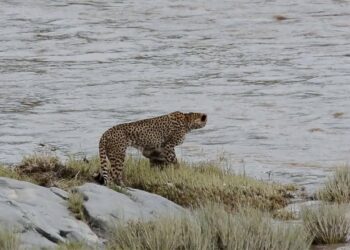 cheetah mother