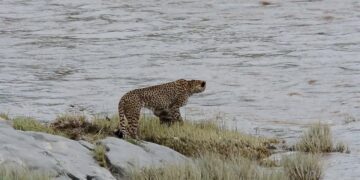 cheetah mother