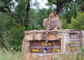 kruger national park