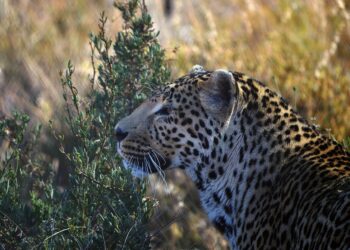 game reserve karoo