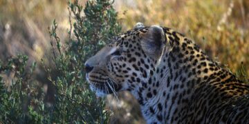 game reserve karoo