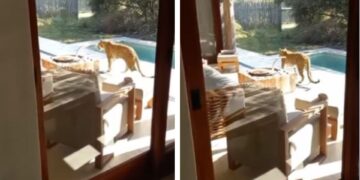 leopard bush lodge