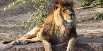 lion Kruger Park