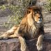 lion Kruger Park