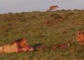 lions