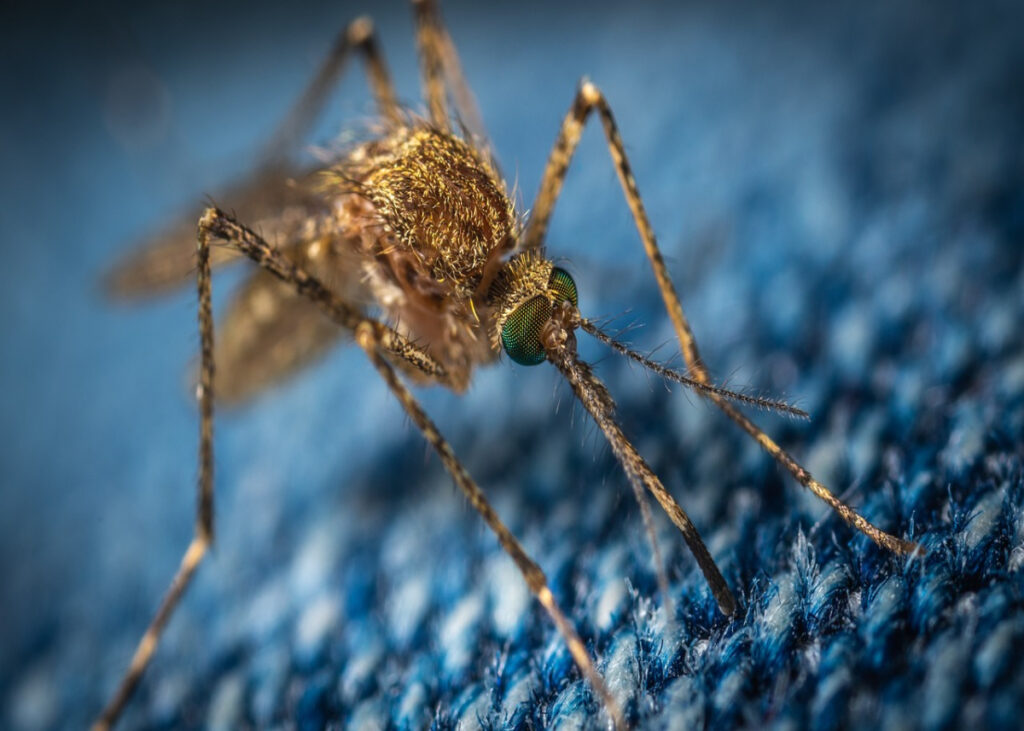 A new fabric stops mosquito bites