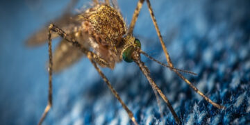 A new fabric stops mosquito bites