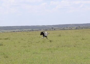 secretary bird