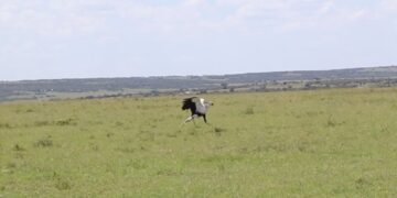 secretary bird