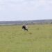 secretary bird