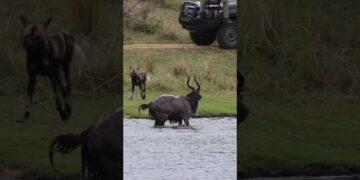 buck fights wild dogs