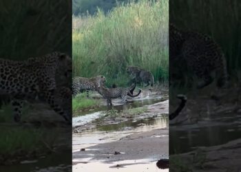 3 Leopards