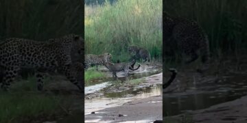 3 Leopards