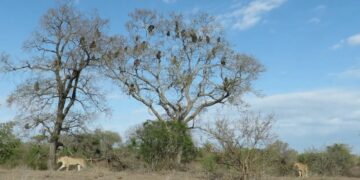 troop of baboon