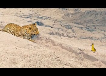 bird walks up to a Leopard