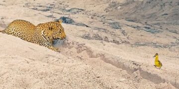 bird walks up to a Leopard