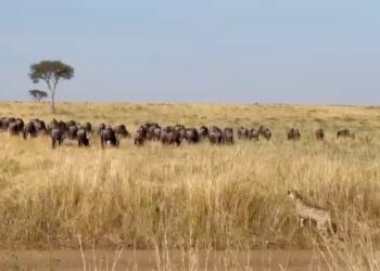 cheetah stalks wildebeest