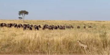 cheetah stalks wildebeest