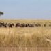 cheetah stalks wildebeest