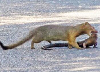 mongoose