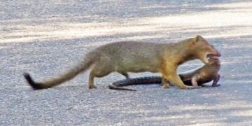 mongoose