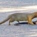 mongoose