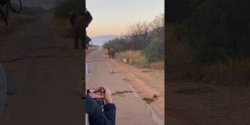 lion stalks elephant