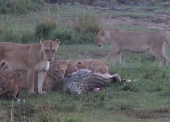 lion pride feasting