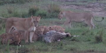 lion pride feasting