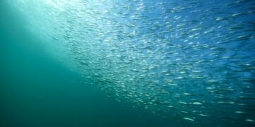 sardine run kzn