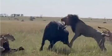 Buffalo protecting