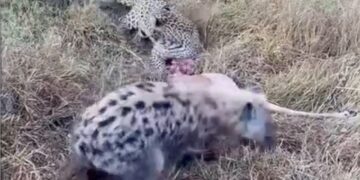 lioness steals from leopard