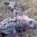 lioness steals from leopard