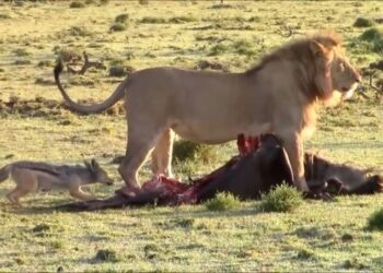 A jackal daring a lions patience. Photo: Maasai Sightings