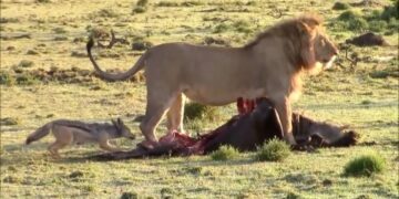 A jackal daring a lions patience. Photo: Maasai Sightings