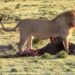 A jackal daring a lions patience. Photo: Maasai Sightings