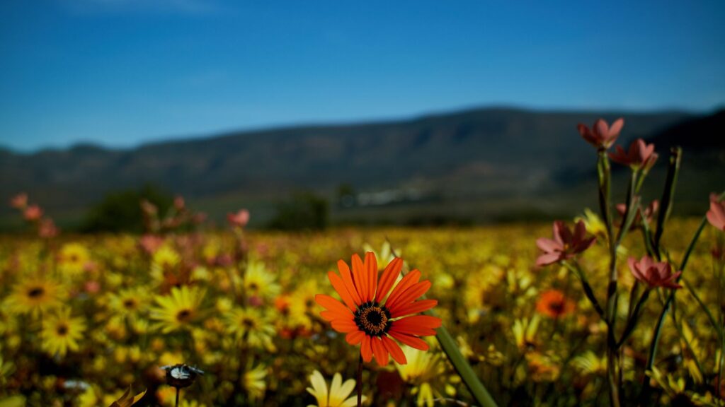 wildflowers